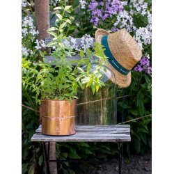 Kobber Urtepotte (st m. 6 stk. / 5 str.)