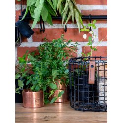 Kobber Urtepotte (st m. 6 stk. / 5 str.)