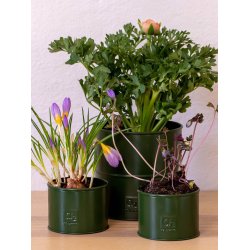 Olivengrn Urtepotte (st m. 6 stk. / 5 str.)