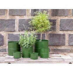 Olivengrn Urtepotte (st m. 6 stk. / 5 str.)