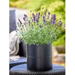 Sort Blomsterspand (st m. 3 stk. / 3 str.)