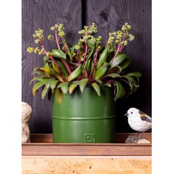 Olivengr�n Blomsterspand (s�t m. 3 stk. / 3 str.)